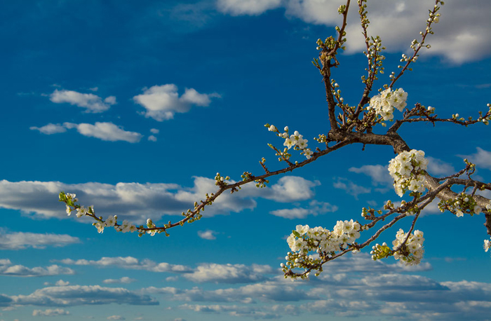 Tableau fleur d'amandier