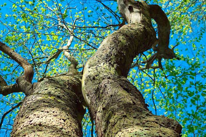 Tableau d'arbre