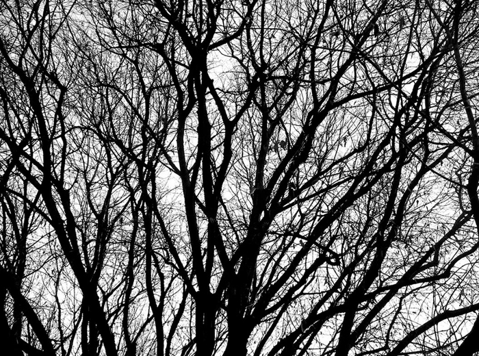 Tableau arbre blanc et noir