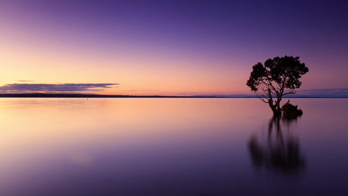 Tableau arbre solitarivière