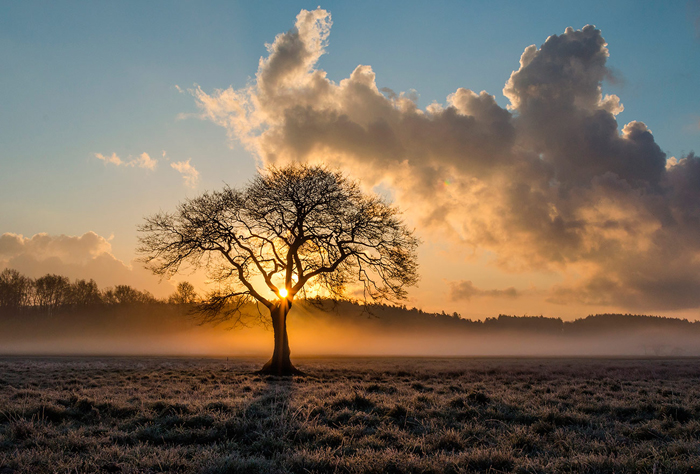 Tableau arbre solitarivière