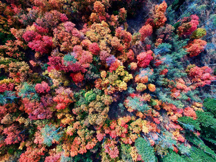 Tableau forêt desde el ciel