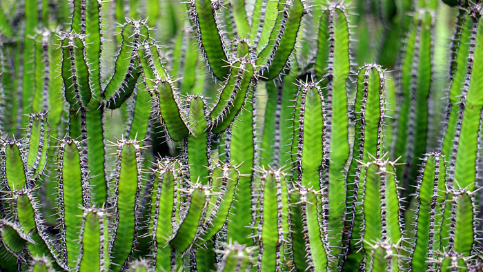 Tableau cactus