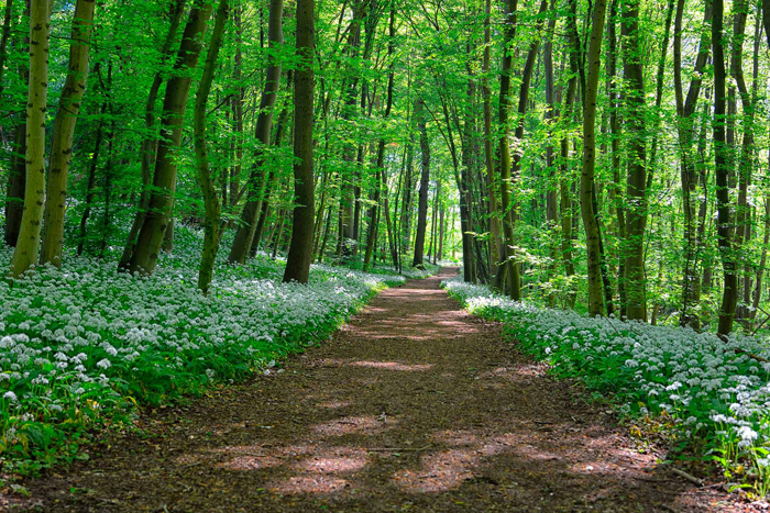 Tableau chemin dans la forêt