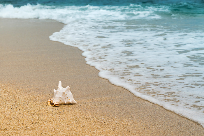 Tableau conque sur la plage