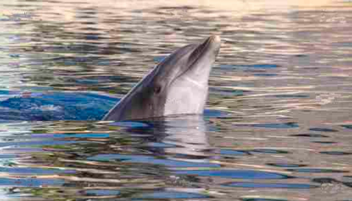 Tableau dauphin