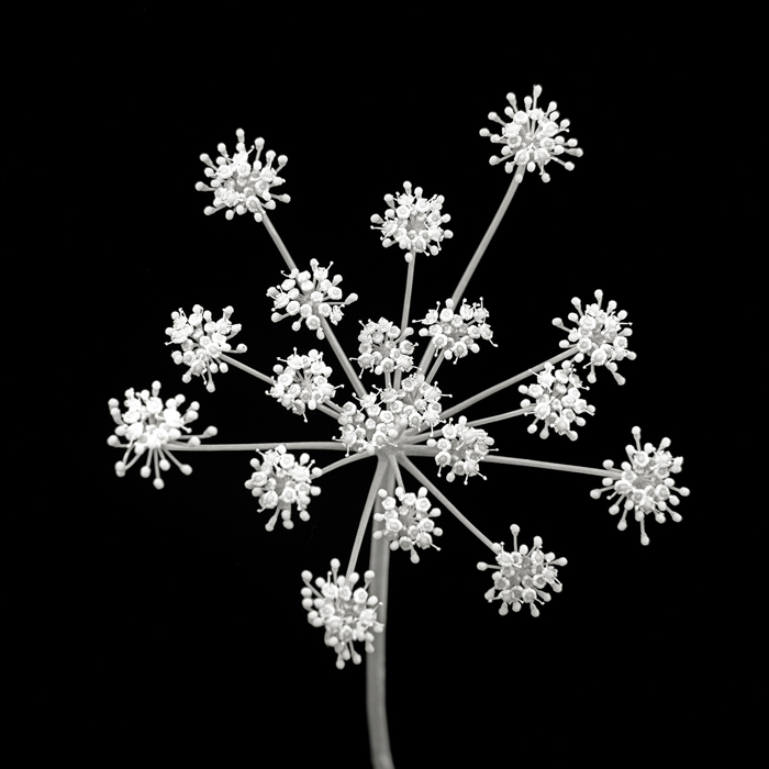 Tableau fleur blanc et noir 