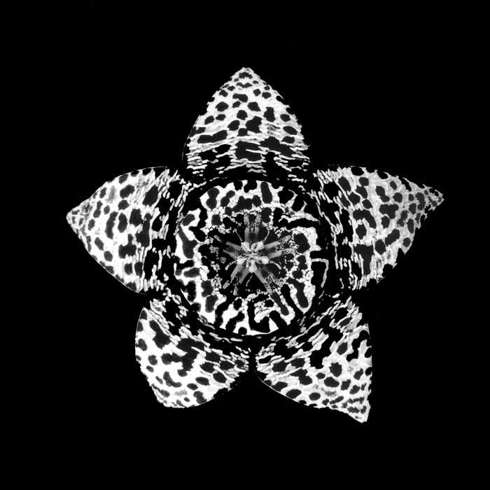Tableau fleur blanc et noir