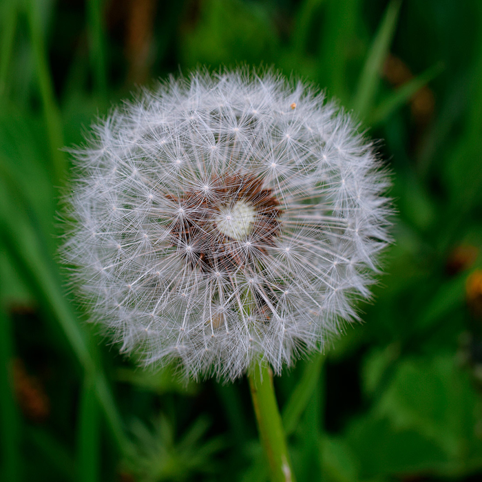 Tableau fleur de pissenlit