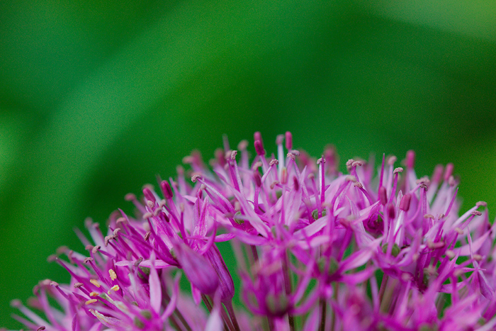 Tableau fleur Grevillea