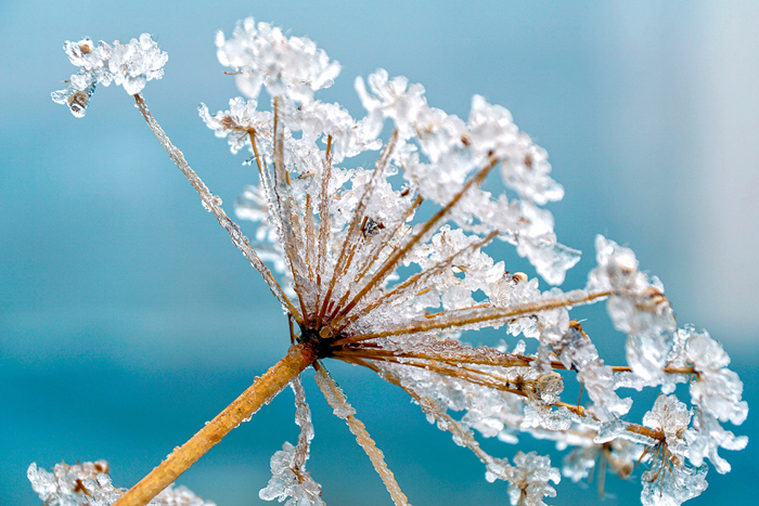 Tableau de fleur gelée