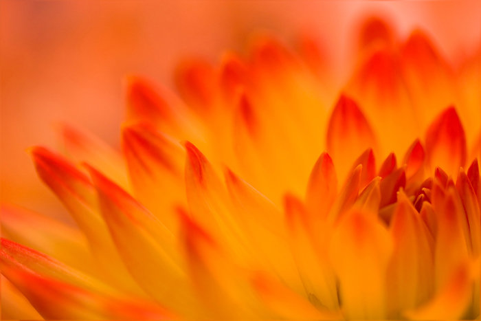 Tableau de fleur orange