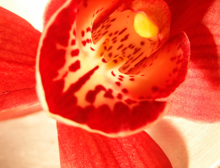 Tableau de  fleur rougeâtre