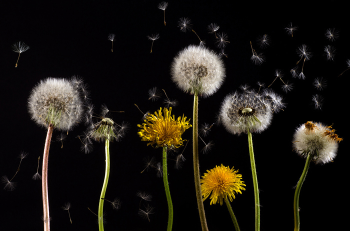 Tableau de fleurs de pissenlit