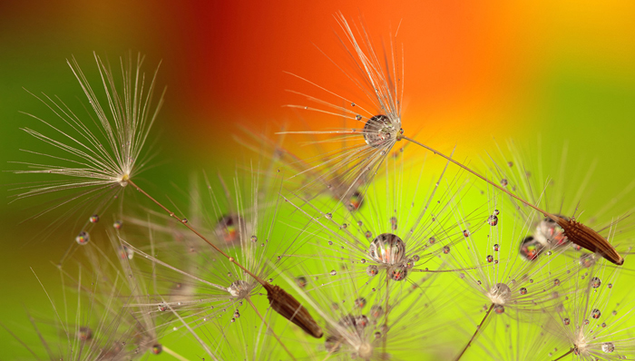 Tableau de fleurs de pissenlit