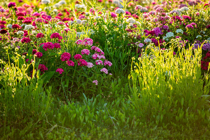 Tableau fleurs dans le champ