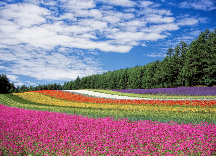 Tableau fleurs dans le champ