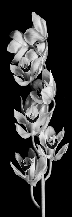 Tableau de fleurs noir et blanc