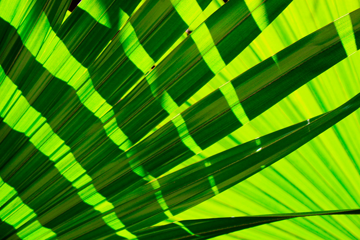 Tableau de feuille vert