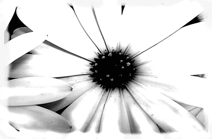 Tableau marguerite en blanc et noir