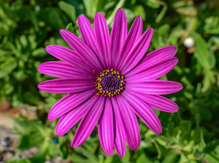 Tableau marguerite violet