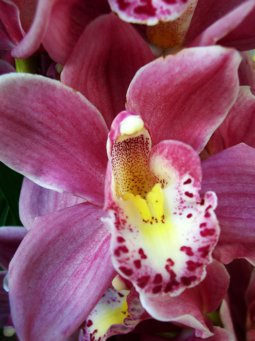 Tableau orchidée