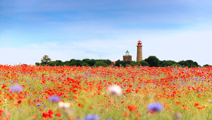 Tableau paysage coquelicots