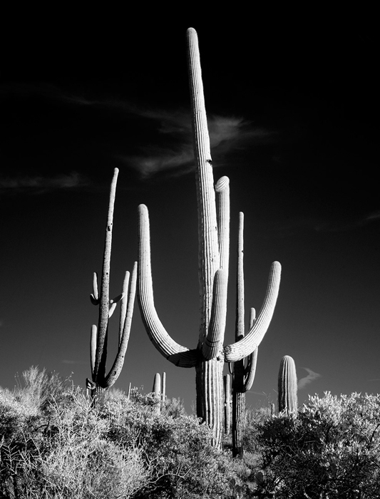 Tableau paysage cactus