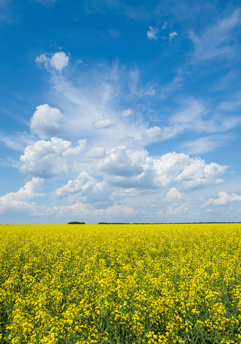 Tableau de paysage champ