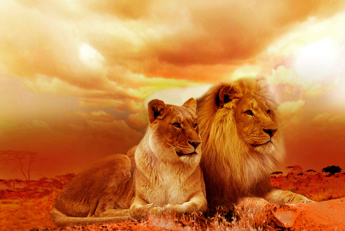 Tableau couple de lions