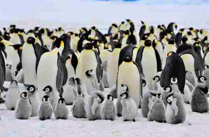 Tableau pingouins