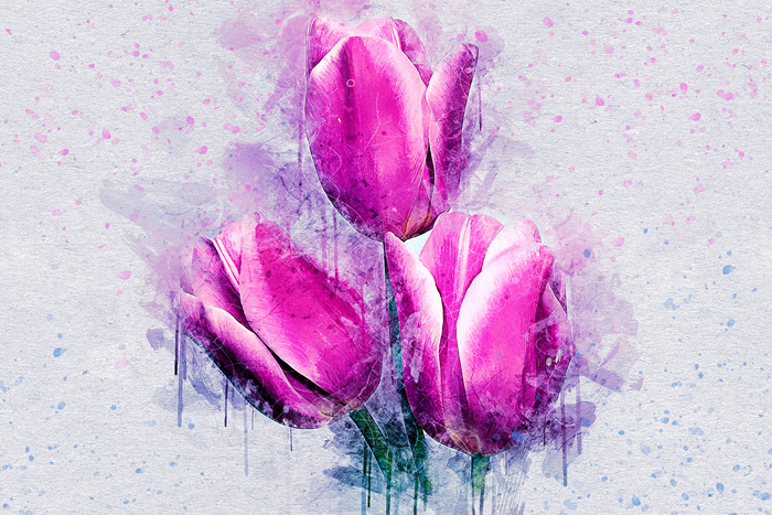 Tableau tulipees fuchsia